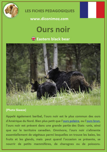 fiche animaux pdf ours noir ursides