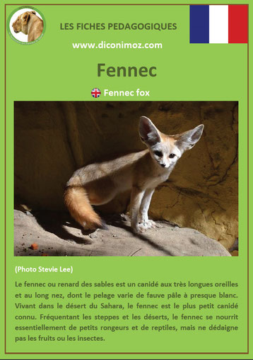 fiche animaux pdf canides fennec a telecharger et a imprimer