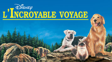 film l'incroyable voyage de walt disney avec chien golden retriever