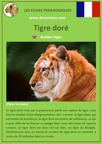 fiche animaux pdf felins tigre dore a telecharger et a imprimer