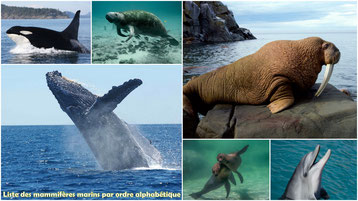 fiches animaux liste des mammiferes marins taille poids habitat repartition longevite reproduction regime alimentaire