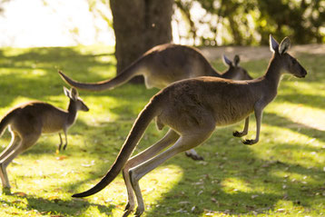 fiche animaux kangourou contre wallaby