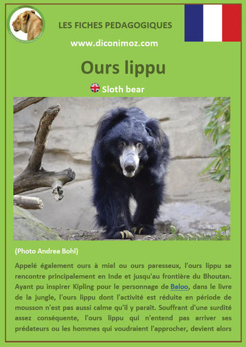 fiche animaux pdf ours lippu ursides