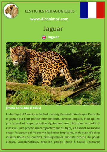 fiches animaux pdf pedgogique felins jaguar a telecharger et imprimer