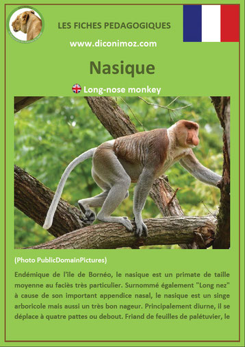 fiche animaux pdf singe nasique a telecharger et a imprimer