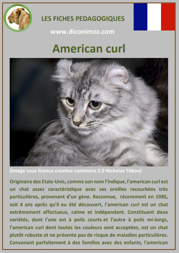 fiche chat pdf race american curl comportement caractere origines poil sante couleu