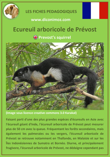 fiche animaux ecureuil arboricole de prevost taille poids habitat longevite repartition comportement