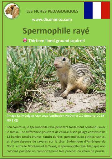 fiche animaux spermophile raye taille poids habitat longevite repartition comportement