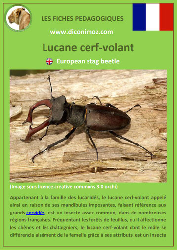 fiche animaux pdf insecte lucane cerf volant à telecharger et a imprimer