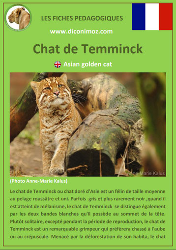 fiches animaux pdf pedgogique felins chat de temminck a telecharger