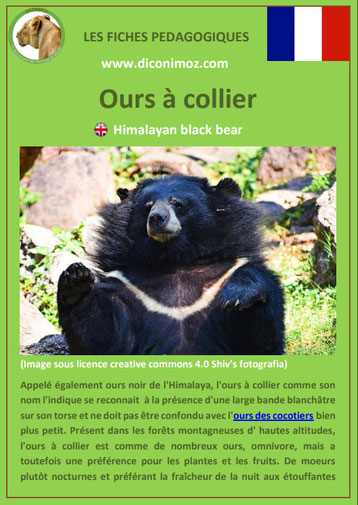 fiche animaux pdf ours a collier a telecharger et a imprimer