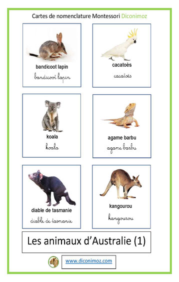 carte montessori fond blanc animaux d'Australie ecriture cursive et script