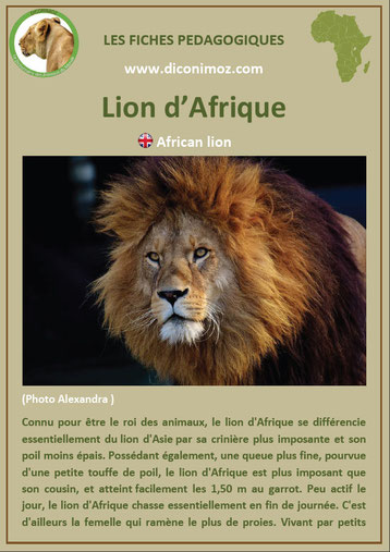 fiche animaux pdf afrique lion à telecharger et a imprimer