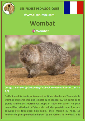 fiche animaux pdf australie wombat a telecharger et a imprimer