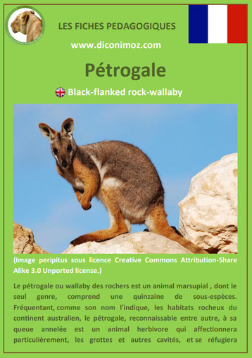 fiche animaux pdf australie petrogale wallaby des rochers a telecharger et a imprimer