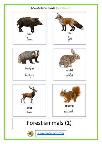 montessori cards forest animals transparent