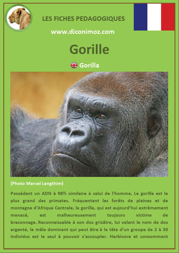 fiche animaux pdf singe gorille a telecharger et a imprimer