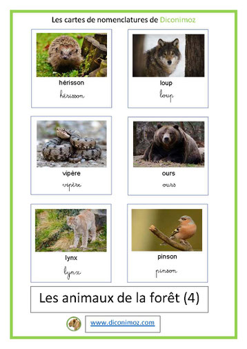 fiche carte nomenclature animaux foret écriture cursive et script ecole montessori