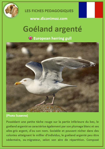 iche animaux pdf pedagogique oiseaux goeland argente a telecharger et a imprimer