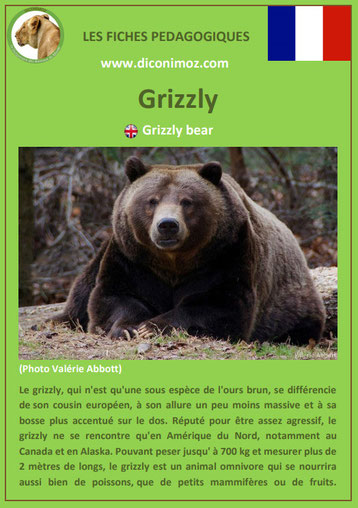 fiche animaux pdf ours grizzly a telecharger et a imprimer