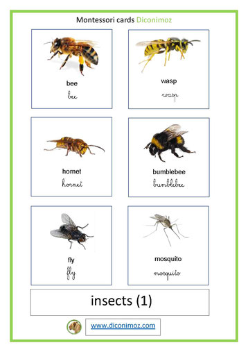 montessori cards insects transparent