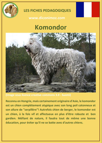 fiche chien pdf komondor caractere origine comportement poil