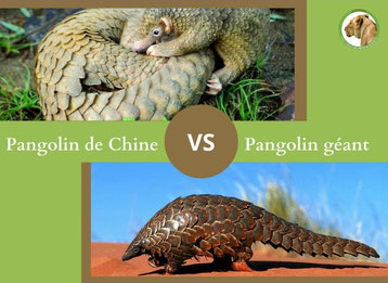 ne confondez plus le pangolin de chine et le pangolin geant