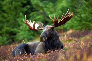 fiche animaux orignal moose fact