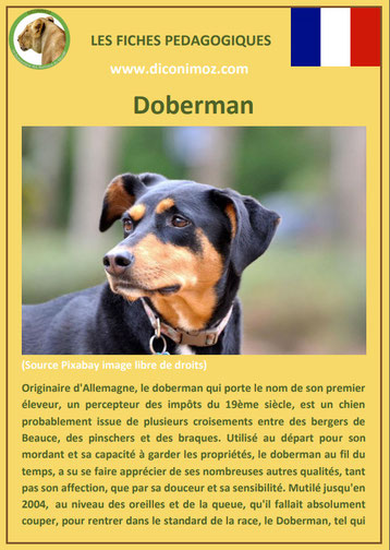 fiche chien pdf doberman origine caractere comportement poil