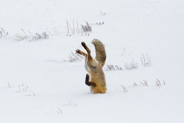 renard roux tete dans la neige animal snow fox