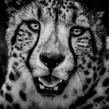 Guepard laurent baheux