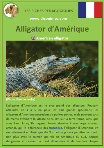 fiche animaux reptile pdf alligator à telecharger et a imprimer