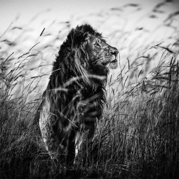 Lion dans l'herbe noir et blanc