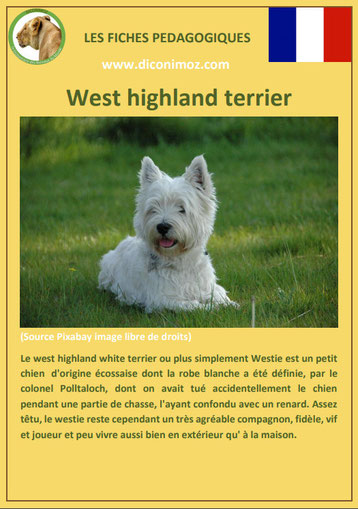 fiche chien pdf race westie west highland terrier comportement origine caractere soin poil