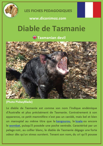 fiche animaux australie pdf diable de tasmanie a telecharger et a imprimer