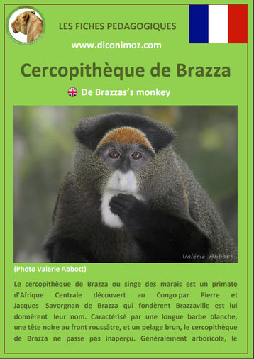 fiche animaux pdf singes cercopitheque de brazza