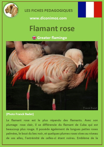 fiche animaux pdf oiseaux flamant rose à telecharger et a imprimer