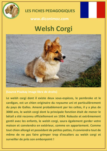 fiche chien pdf race welsh corgi comportement origine caractere soin poil