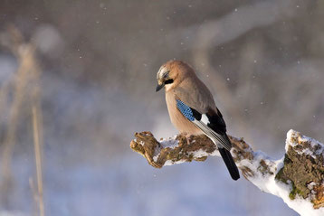 chant oiseaux cri geai des chenes