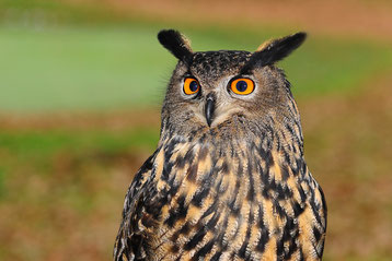 fiche animaux hibou vs chouette difference