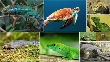 fiche animaux liste des reptiles et amphibiens poids taille habitat repartition regime alimentaire reproduction