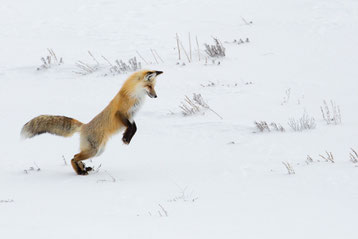 renard roux qui saute  dans la neige animaux drole cute fox funny