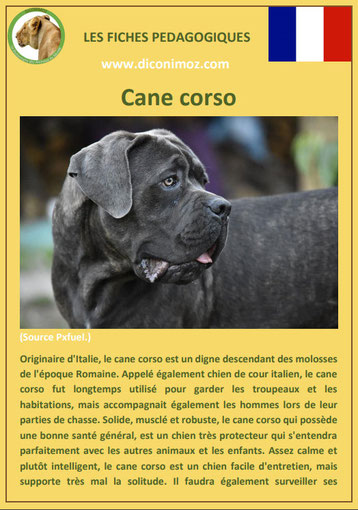 fiche chien pdf race cane corso comportement origine caractere soin poil