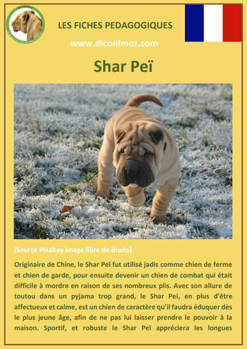 fiche chien pdf race shar pei comportement origine caractere soin poil