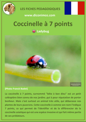 fiche animaux pdf insecte coccinelle a 7 points à telecharger et a imprimer