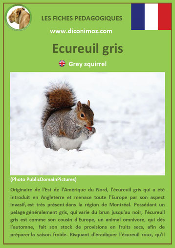 fiche animaux ecureuil gris taille poids habitat longevite repartition comportement