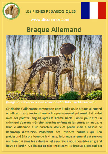 fiche chien pdf race braque allemand comportement origine caractere soin poil