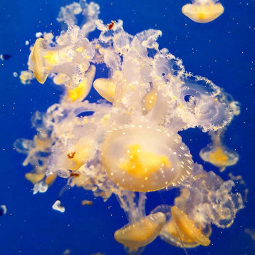 Jelly fish at the Aqua Terra Zoo