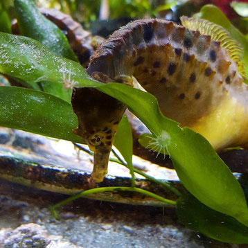 Amazing sea horses at Aqua Terra Zoo