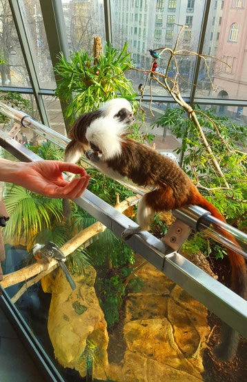 Hand feeding monkeys at the Aqua Terra Zoo